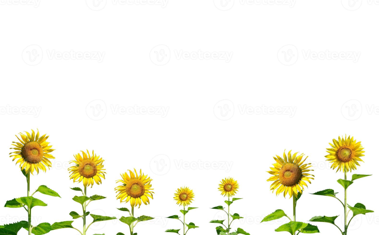 sunflower on white background photo