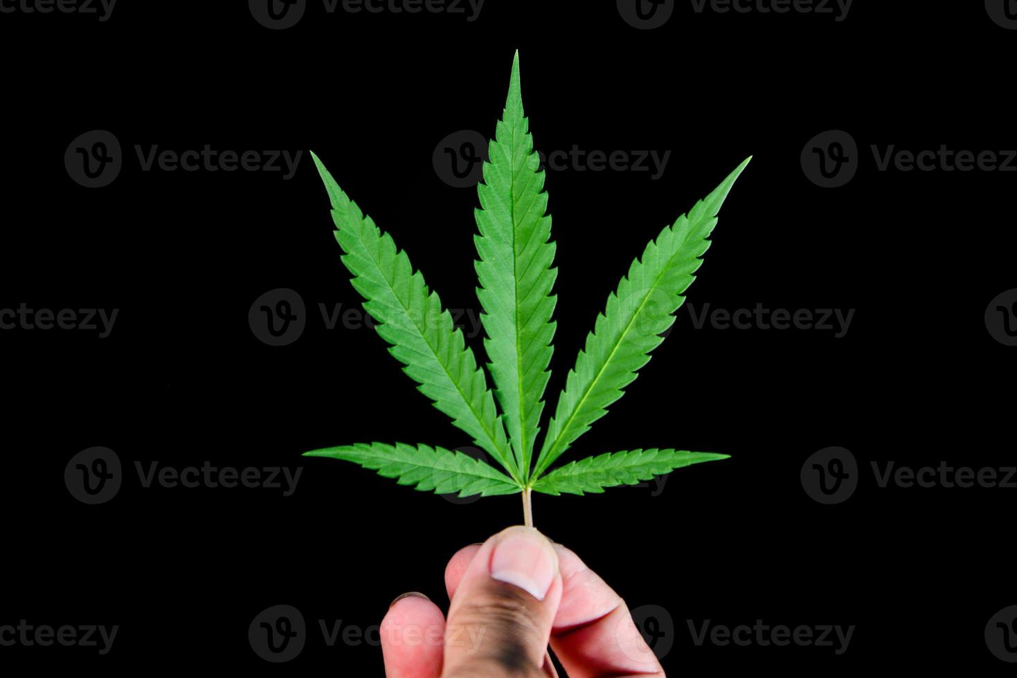 cannabis leaves on a black background for easy work photo