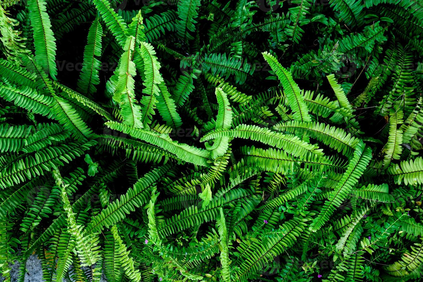 Abstract background. Patterns of fern leaves in nature. nature background concept photo