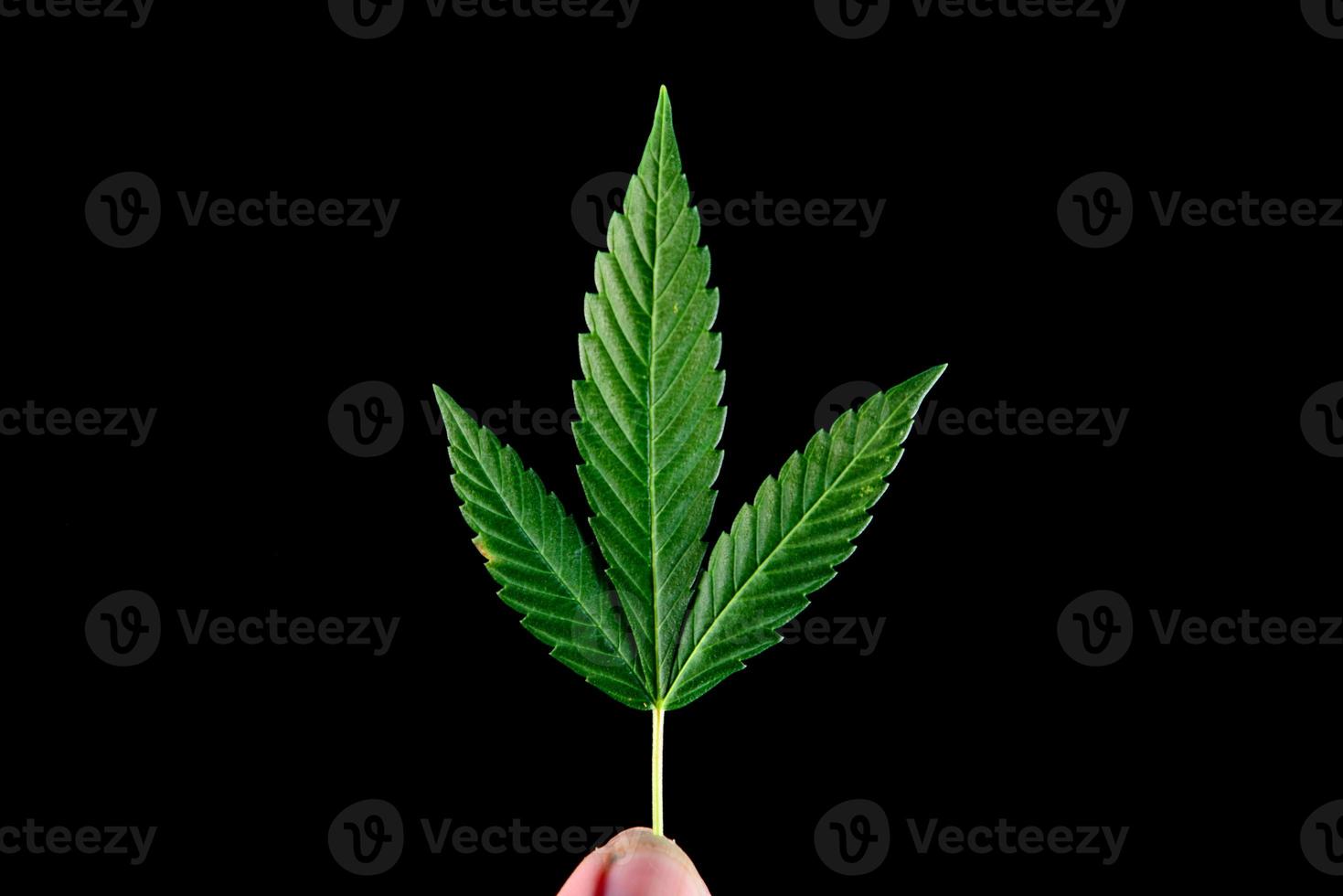 cannabis leaves on a black background for easy work photo