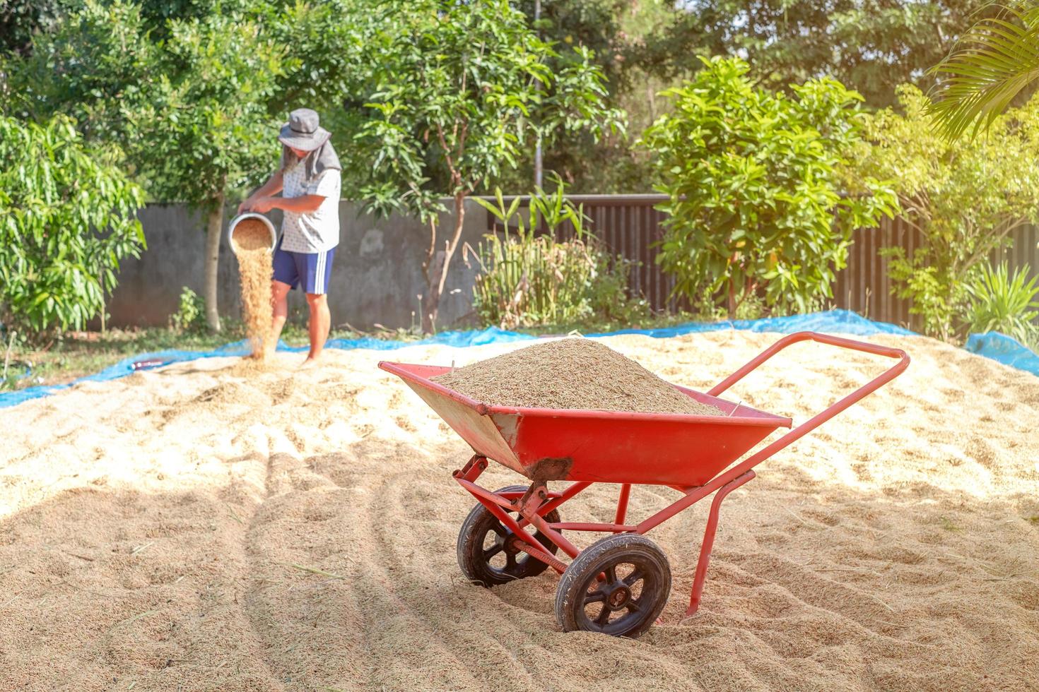 A lot of rice grains on cart, farmer drying rice on netted area to dry during harvest season, thailand, way of life photo