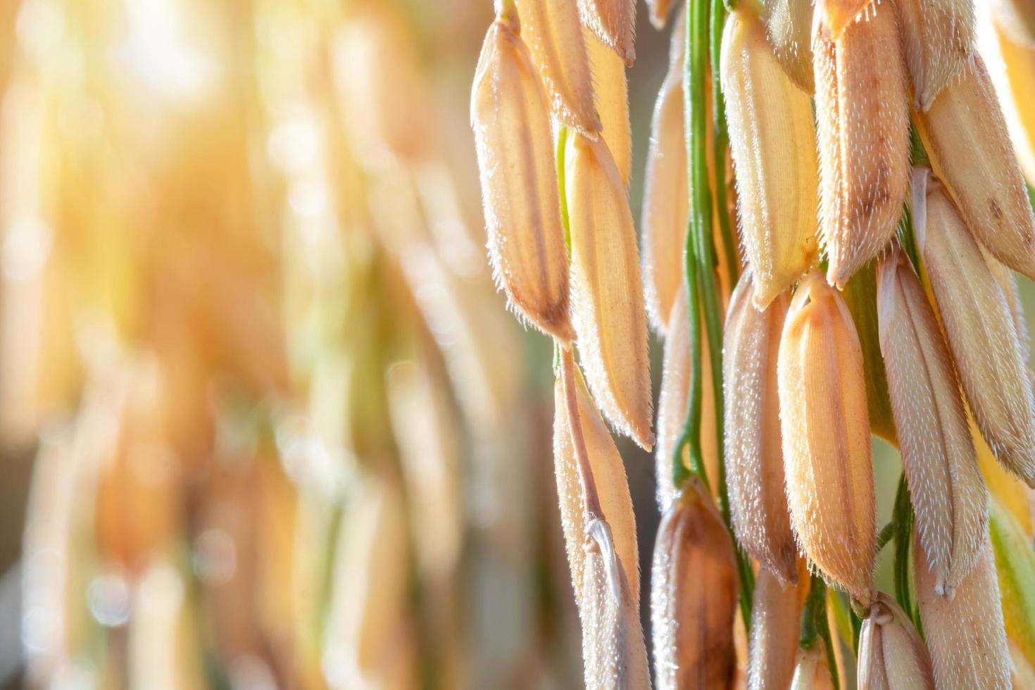 primer plano de la espiga dorada de arroz. primer plano de las semillas de arroz en la espiga de arroz. hermoso campo de arroz dorado y espiga de arroz. sol luz naturaleza fondo azul foto