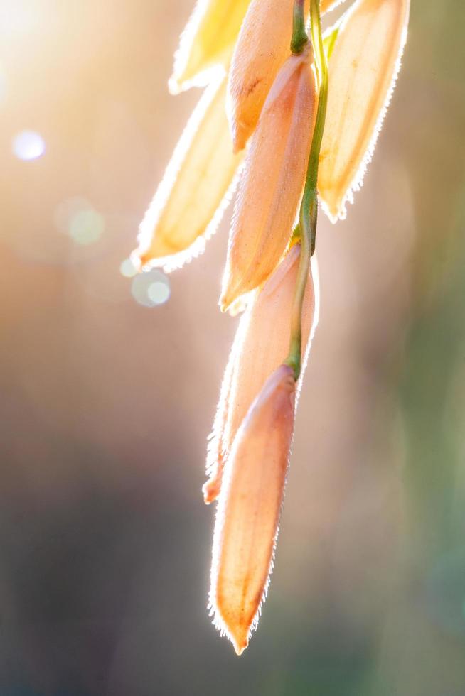 primer plano de la espiga dorada de arroz. primer plano de las semillas de arroz en la espiga de arroz. hermoso campo de arroz dorado y espiga de arroz. sol luz naturaleza fondo azul foto