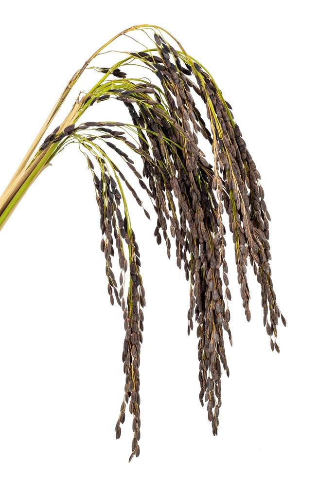 Arroz, cierre de oreja negra de arroz aislado sobre fondo blanco con trazado de recorte foto