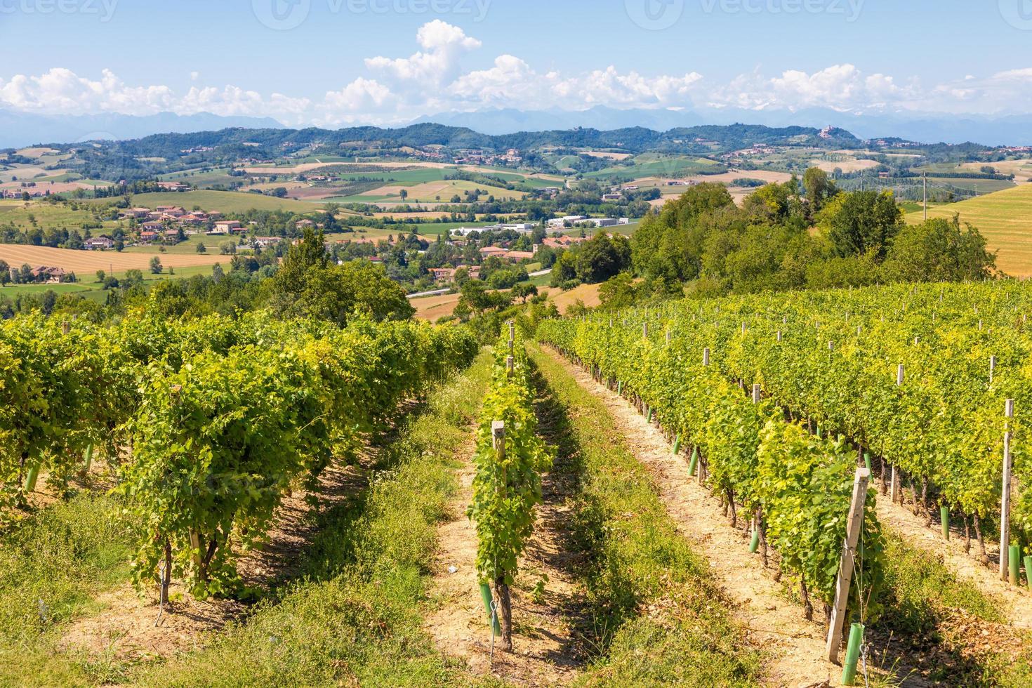 viña barbera en la región de piamonte, italia. paisaje de campo en el área de langhe foto