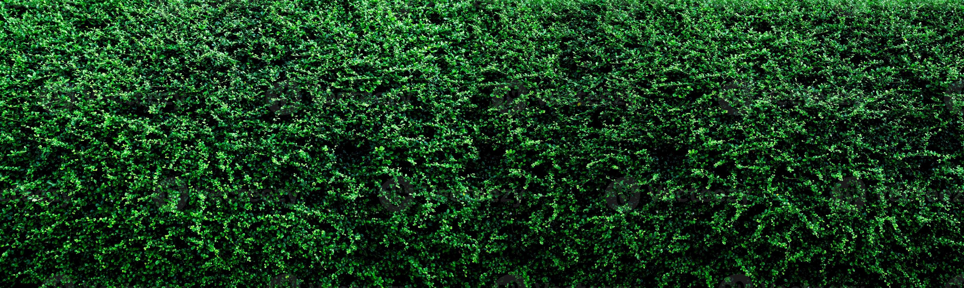 Small green leaves in hedge wall texture background. Closeup green hedge plant in garden. Eco evergreen hedge wall. Natural backdrop. Beauty in nature. Green leaves with natural pattern wallpaper. photo