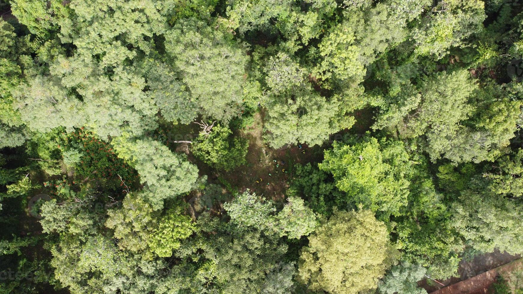 Aerial view of forest in thailand. photo