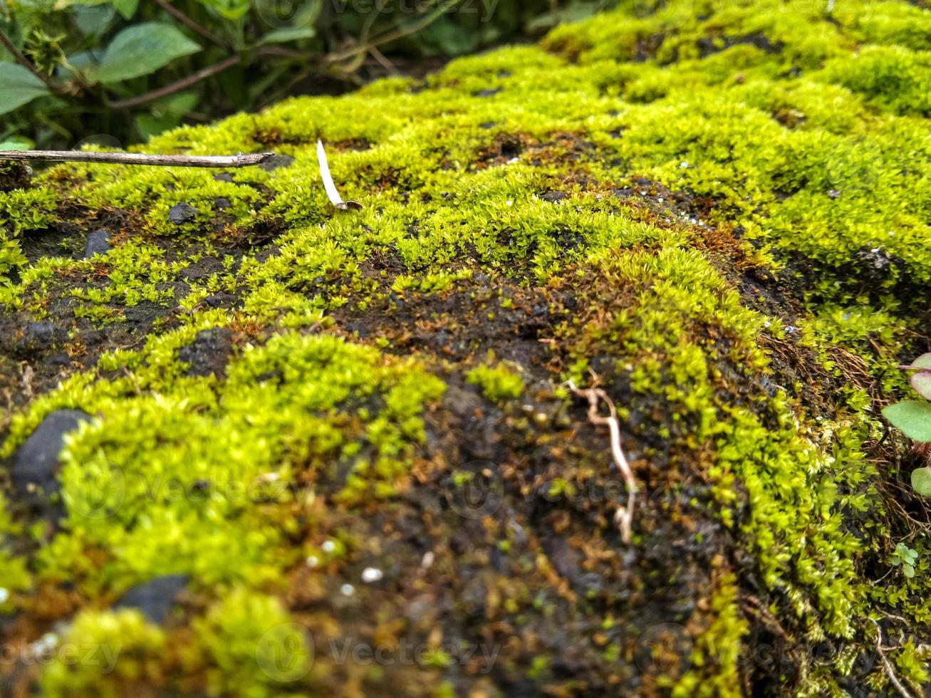 wild moss plants photo