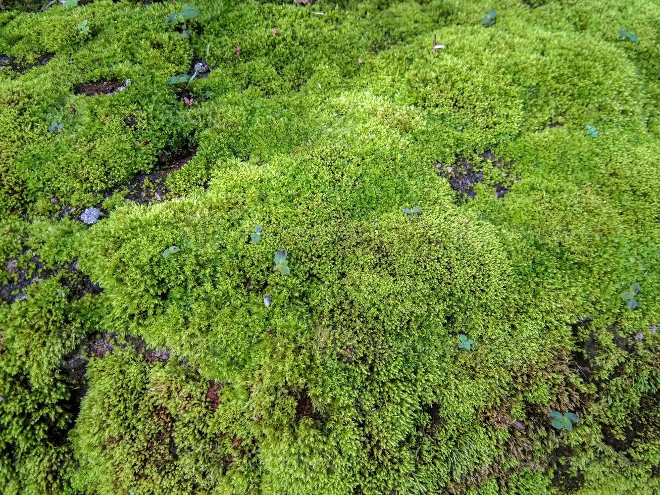 wild moss plants photo