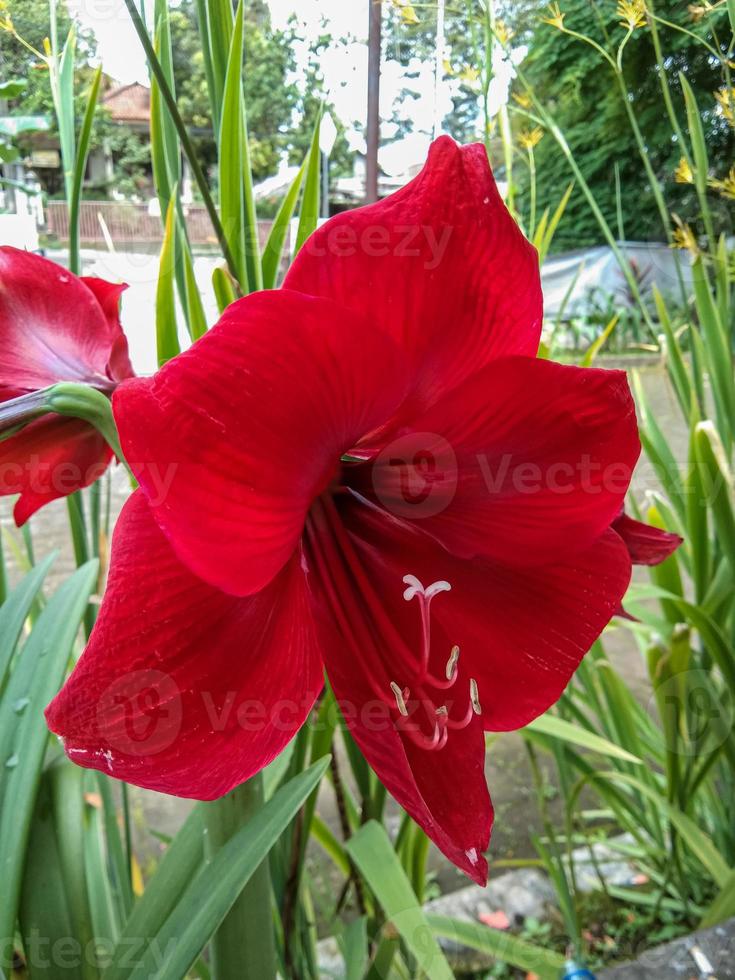 Amaryllis Red Lion Hippeastrum hybrid flower photo