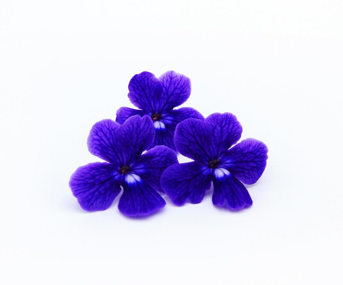tres flores azules, moradas o violetas aisladas en fondo blanco. belleza en la naturaleza, planta tropical, forma de flora y ramo de flores. foto