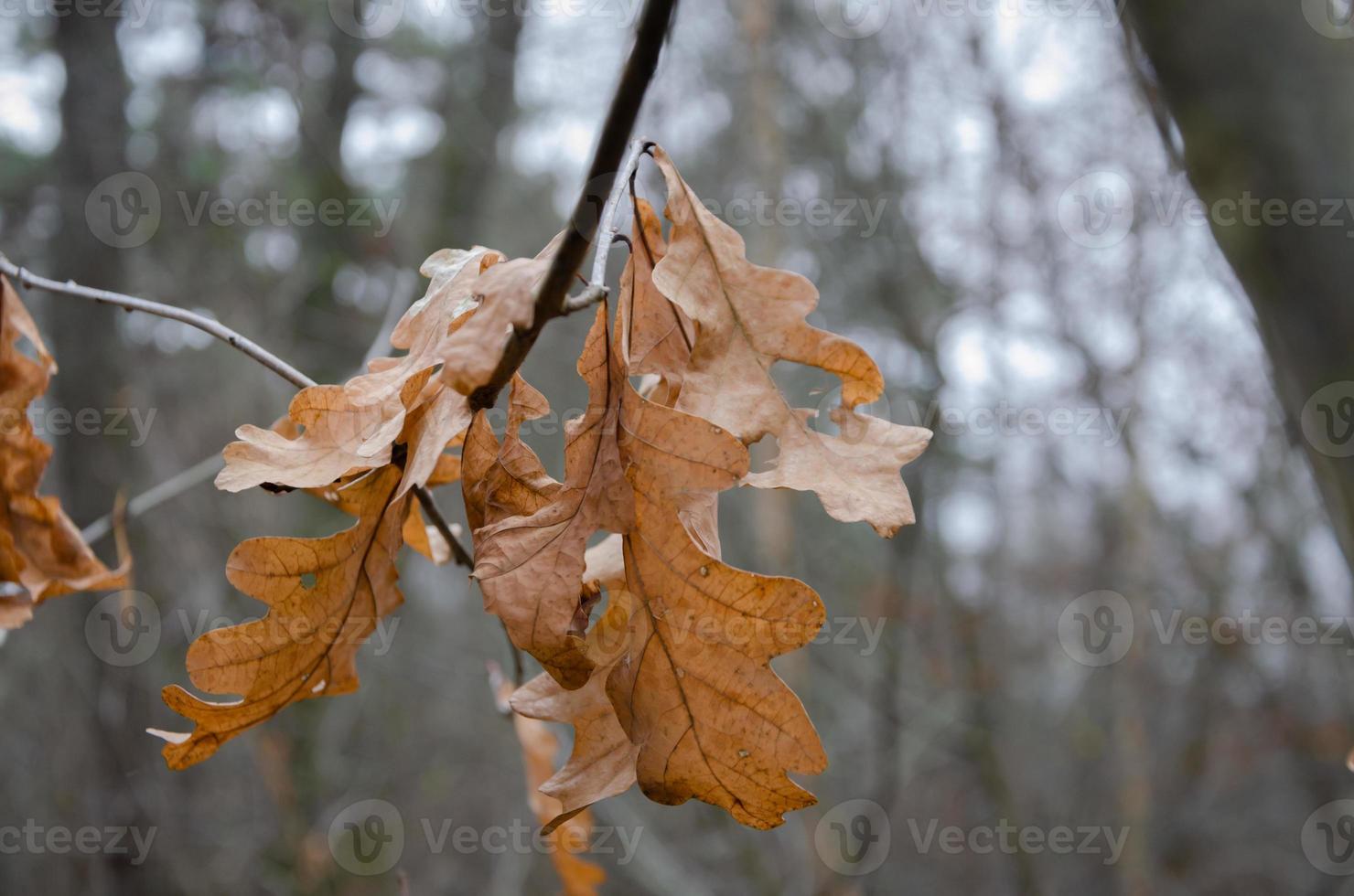 brown oak leaves on a branch, autumn nature photo