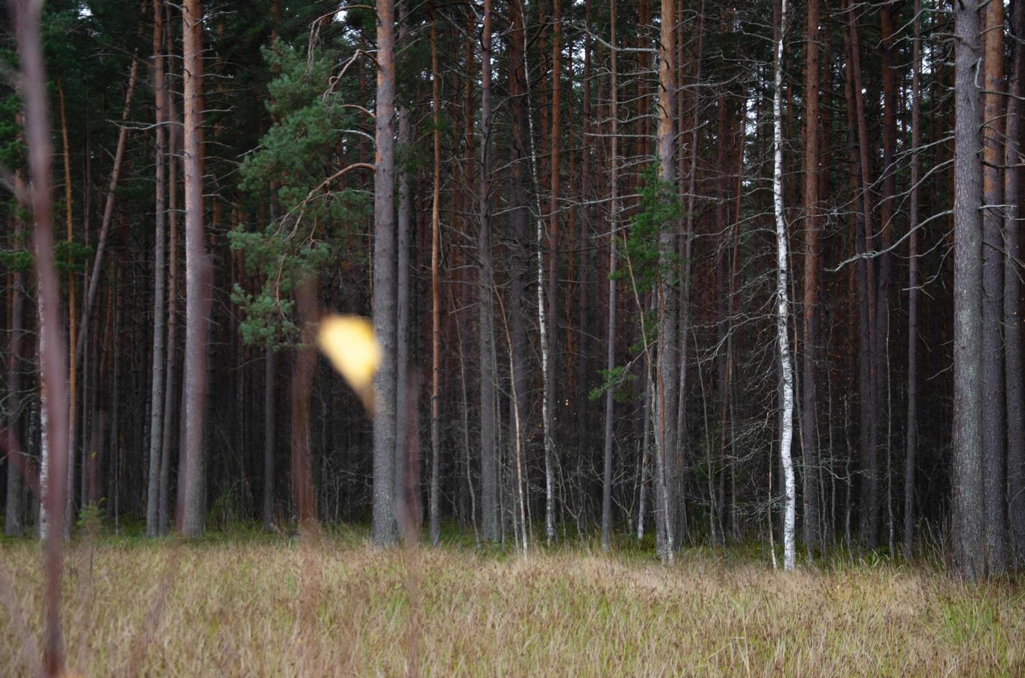 autumn forest without foliage. Few yellow leaves on the bushes photo