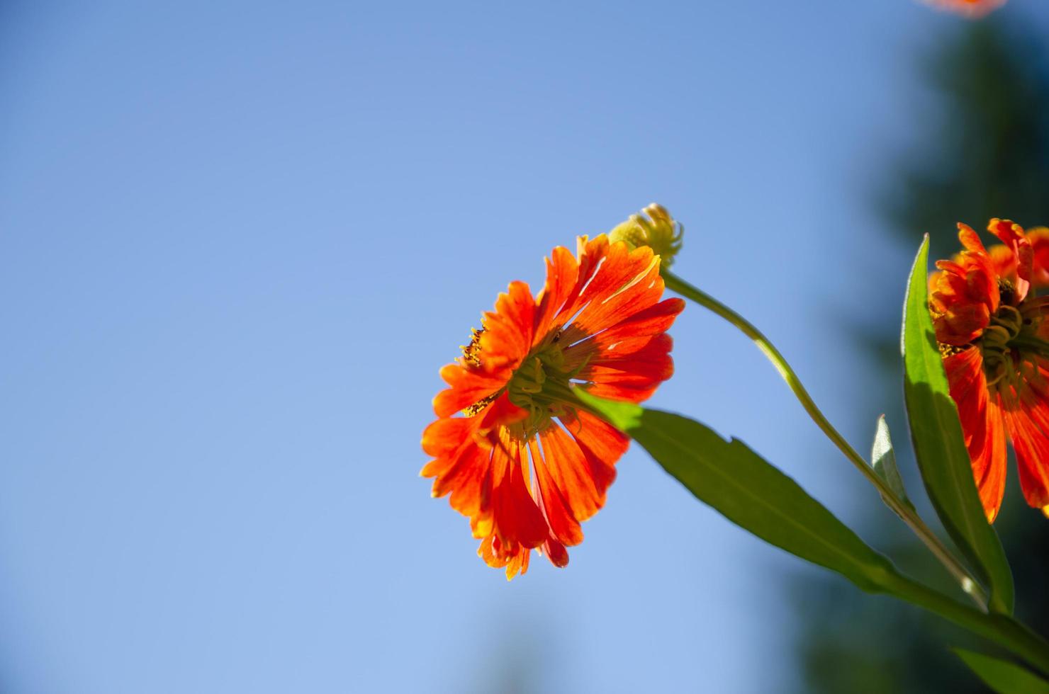 orange flower against a blue sky, natural background photo