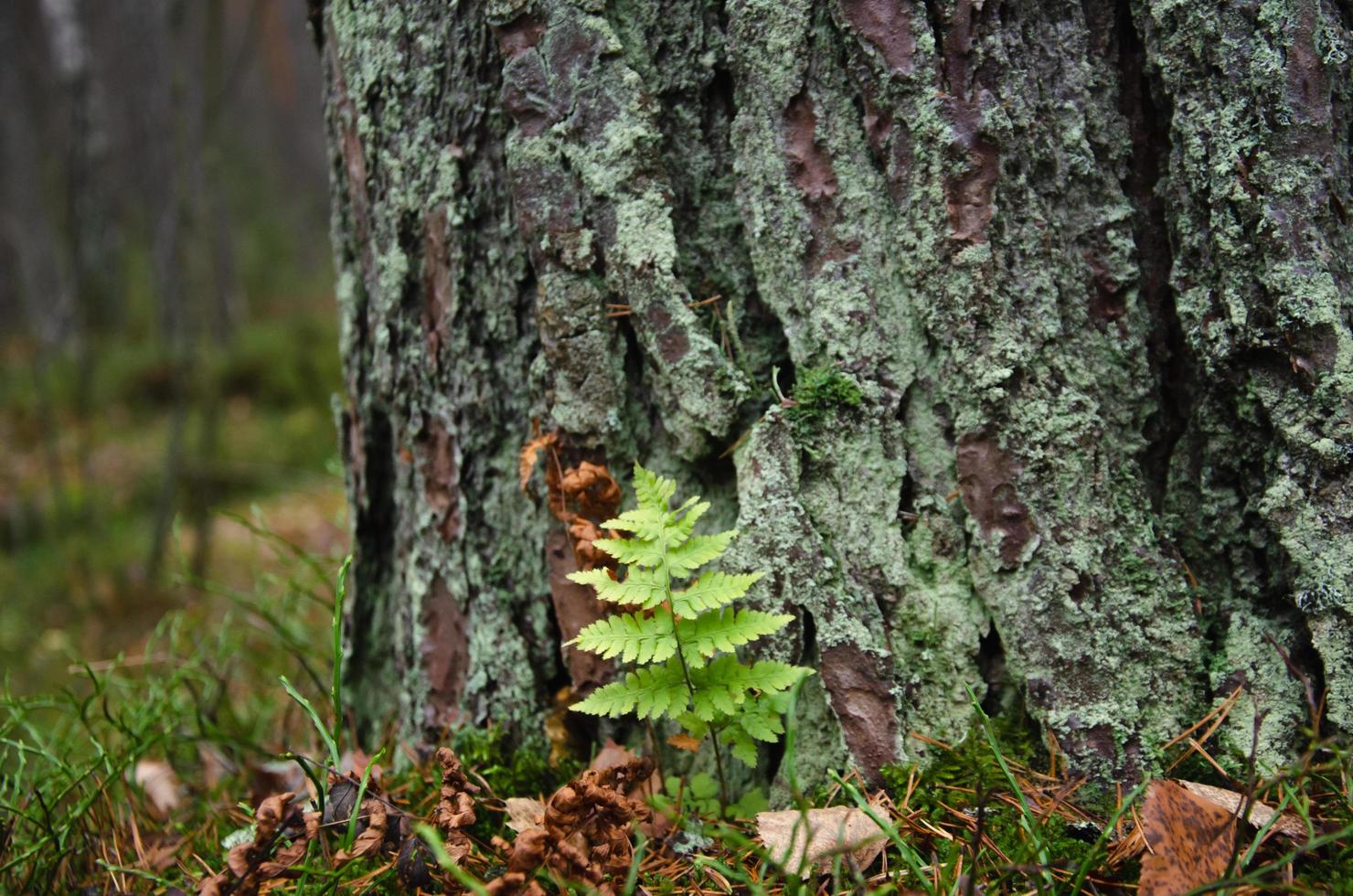 fern leaf near a tree in the forest photo