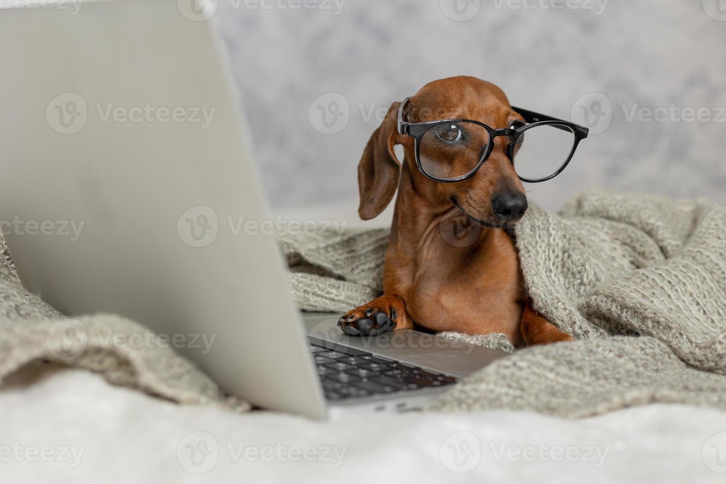 salchicha enana dachshund con gafas negras cubiertas con una manta gris trabaja, lee, mira una computadora portátil. blogger de perros oficina en casa. foto