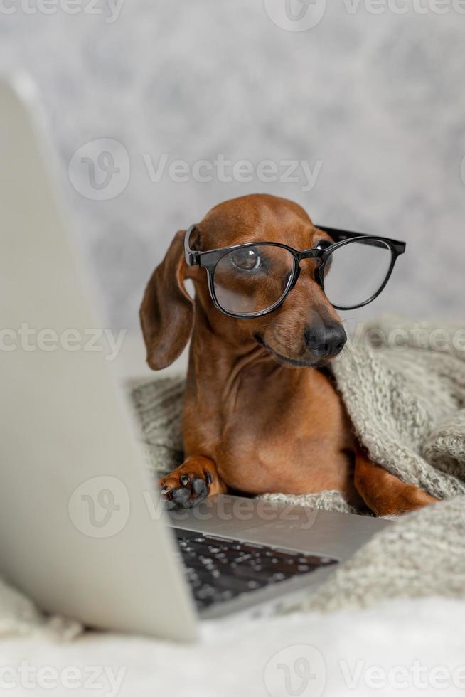 Dwarf sausage dachshund in black glasses covered with a gray blanket works, reads, looks at a laptop. Dog blogger. Home office. photo