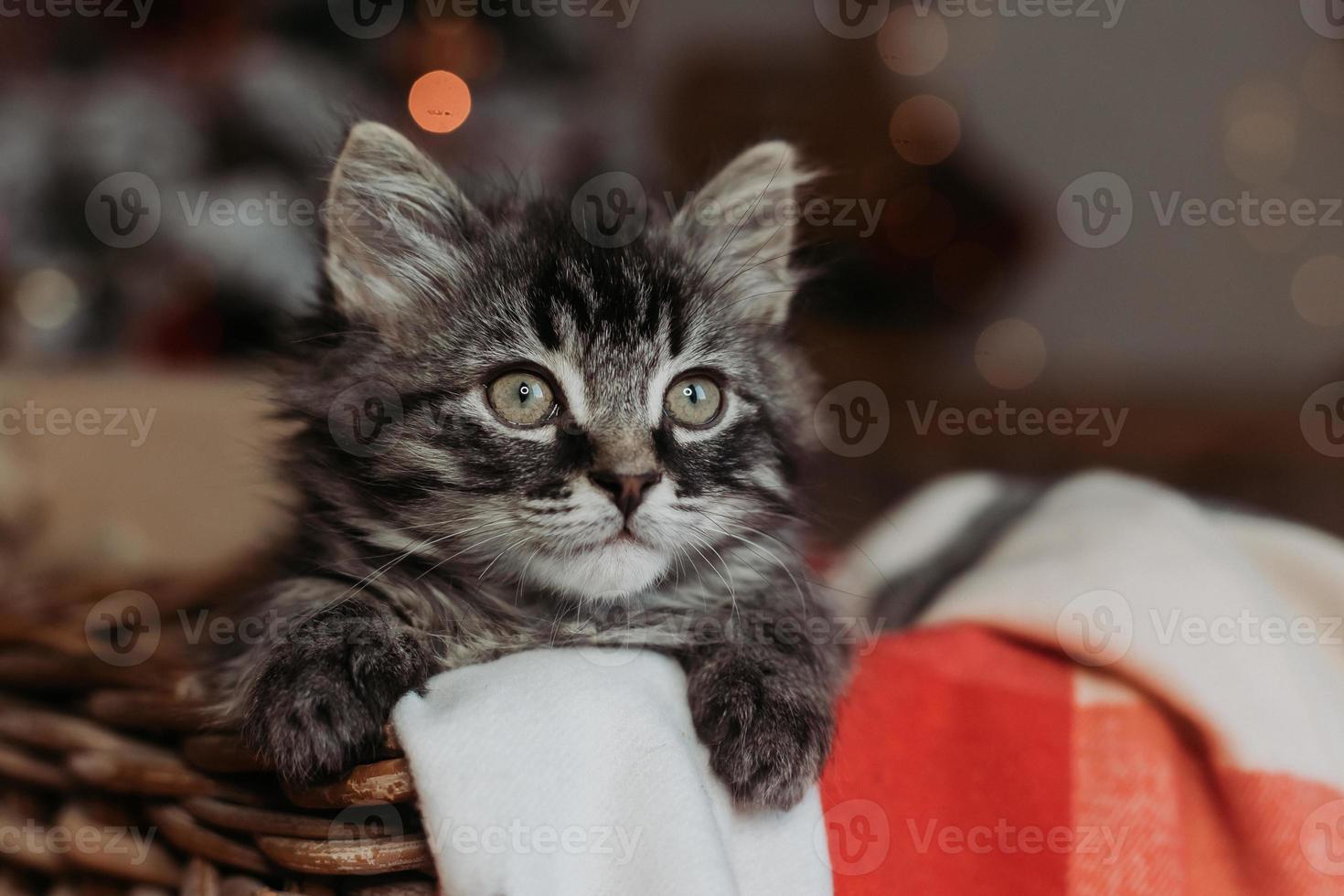 un lindo gatito gris está sentado en una canasta y una manta en casa por la noche contra el fondo de un árbol de navidad, foto horizontal. tarjeta de año nuevo, año del gato. foto de alta calidad