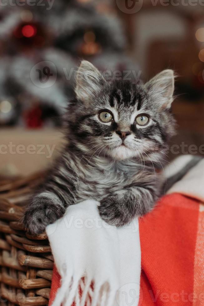 a cute gray kitten is sitting in a basket and a blanket at home in the evening against the background of a Christmas tree, horizontal photo. New Year's card, year of the cat. High quality photo