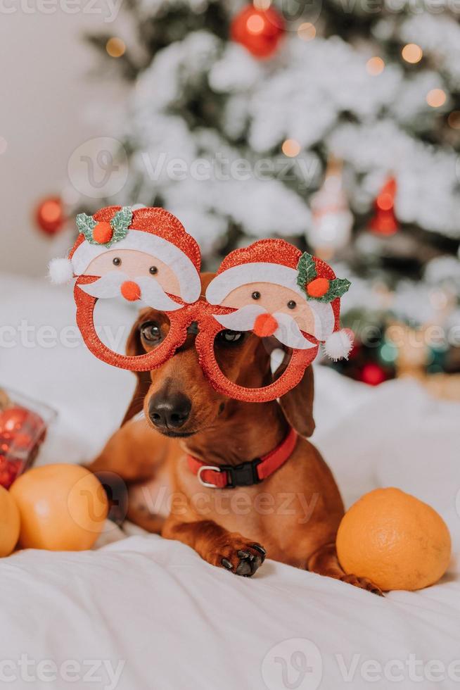 little dachshund in funny glasses with Santa Claus is lying on a white sheet among tangerines near the Christmas tree. Christmas dog. pet and mandarins. space for text. High quality photo