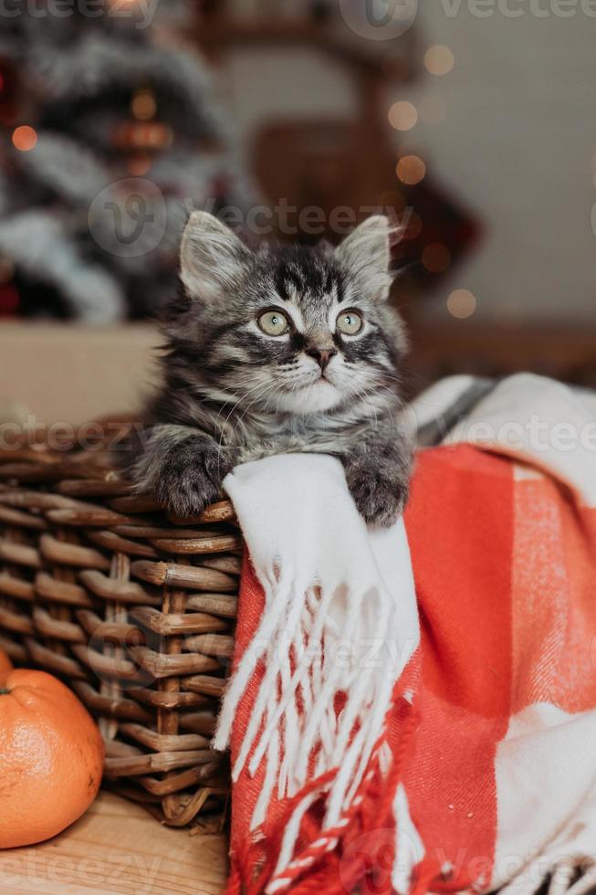 a cute gray kitten is sitting in a basket and a blanket at home in the evening against the background of a Christmas tree, horizontal photo. New Year's card, year of the cat. High quality photo