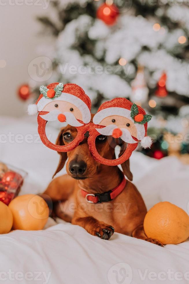 el pequeño dachshund con gafas graciosas con santa claus está tirado en una sábana blanca entre mandarinas cerca del árbol de navidad. perro de navidad mascota y mandarinas. espacio para texto. foto de alta calidad