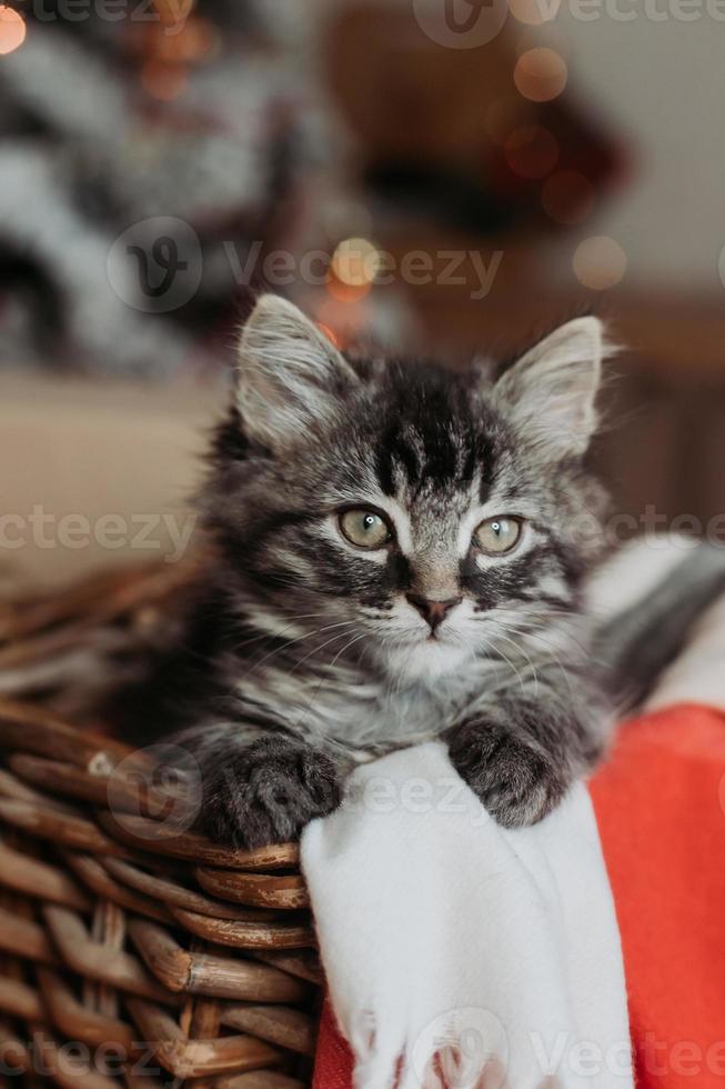 a cute gray kitten is sitting in a basket and a blanket at home in the evening against the background of a Christmas tree, horizontal photo. New Year's card, year of the cat. High quality photo
