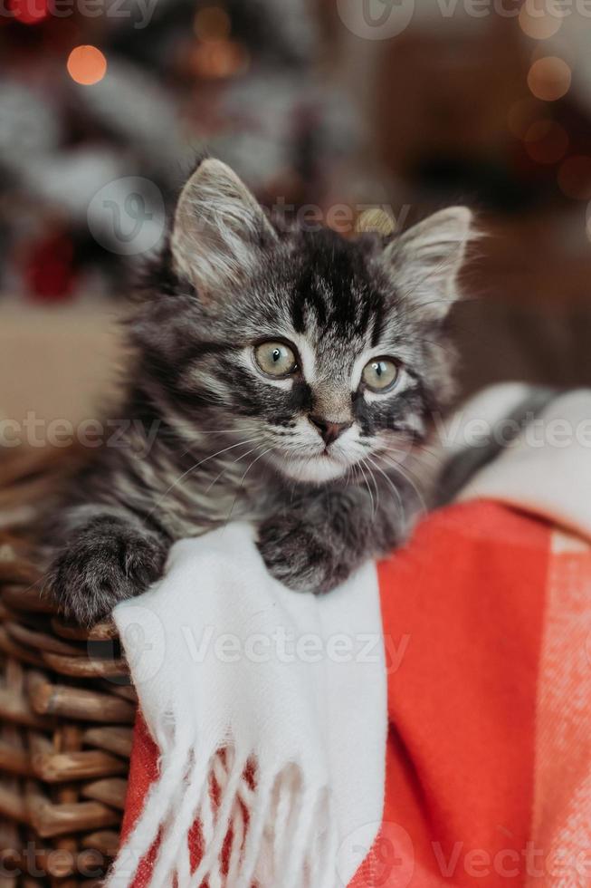 a cute gray kitten is sitting in a basket and a blanket at home in the evening against the background of a Christmas tree, horizontal photo. New Year's card, year of the cat. High quality photo