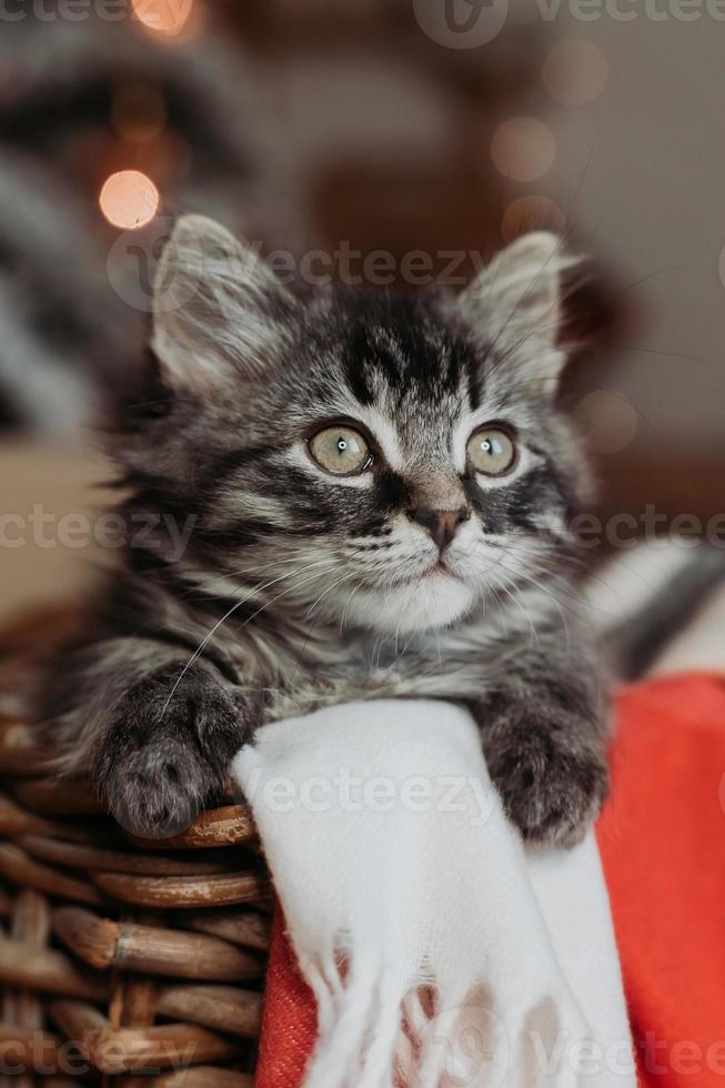 a cute gray kitten is sitting in a basket and a blanket at home in the evening against the background of a Christmas tree, horizontal photo. New Year's card, year of the cat. High quality photo