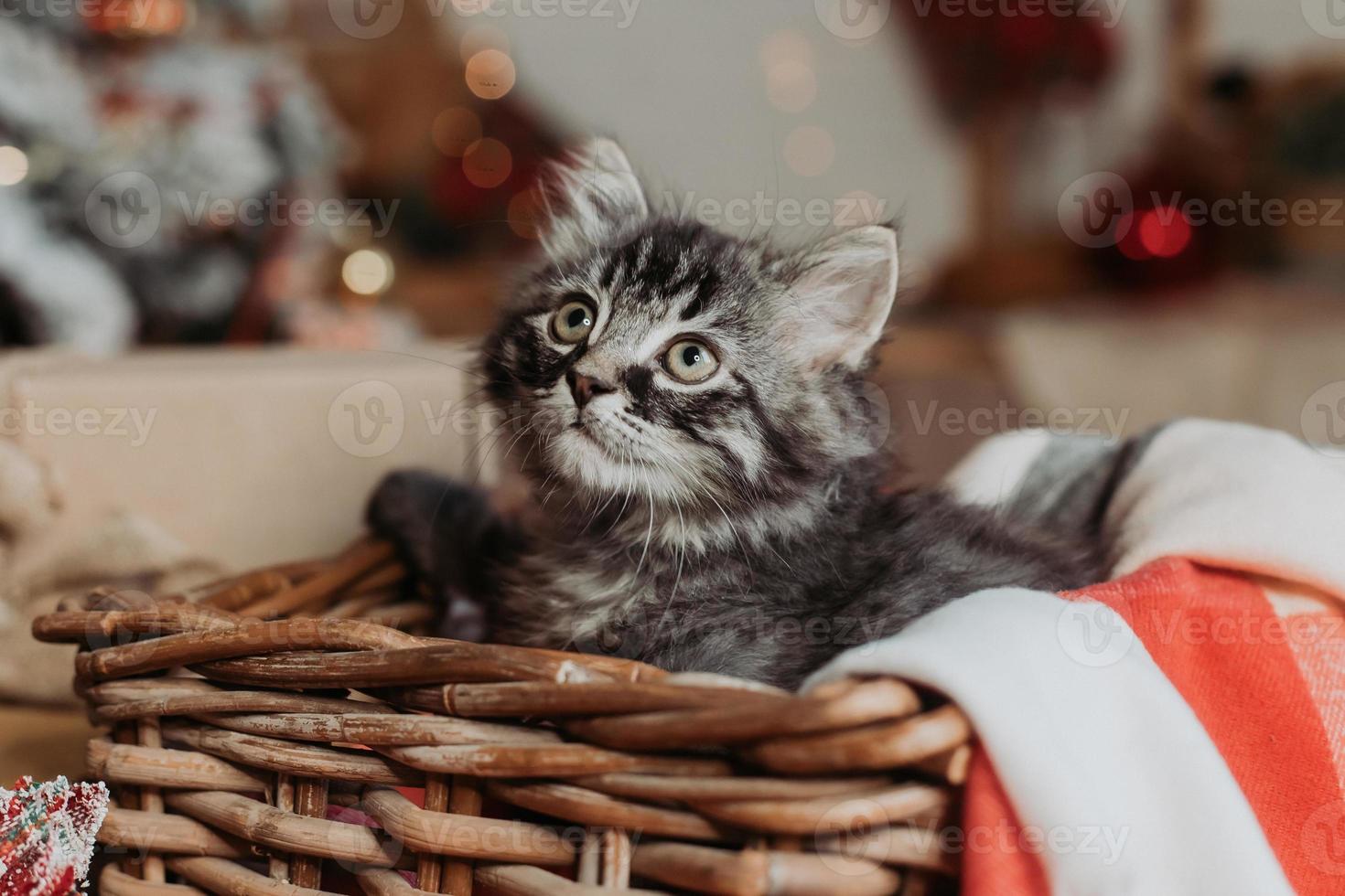 a cute gray kitten is sitting in a basket and a blanket at home in the evening against the background of a Christmas tree, horizontal photo. New Year's card, year of the cat. High quality photo