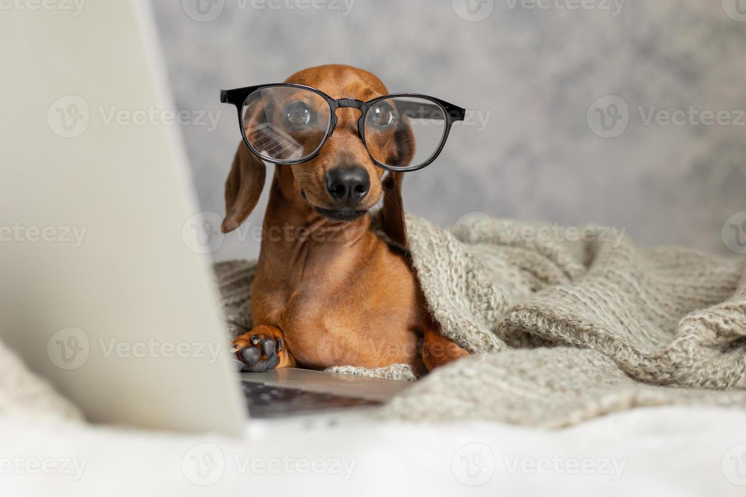 Dwarf sausage dachshund in black glasses covered with a gray blanket works, reads, looks at a laptop. Dog blogger. Home office. photo