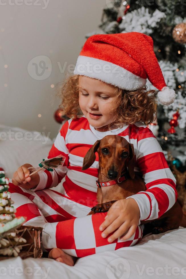 dog and little girl in red and white pajamas eats a tasty homemade Christmas lollipop sitting in bed. child and a pet. baby and dachshund are having fun and celebrating the new year. lifestyle photo