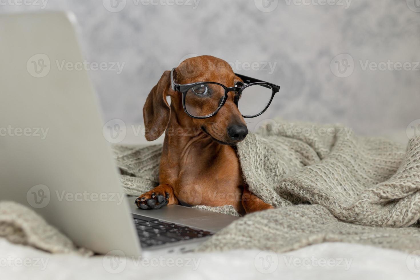 salchicha enana dachshund con gafas negras cubiertas con una manta gris trabaja, lee, mira una computadora portátil. blogger de perros oficina en casa. foto