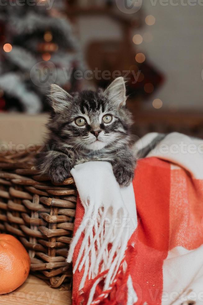 un lindo gatito gris está sentado en una canasta y una manta en casa por la noche contra el fondo de un árbol de navidad, foto horizontal. tarjeta de año nuevo, año del gato. foto de alta calidad