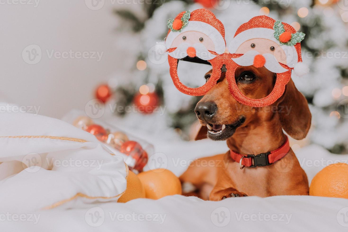 little dachshund in funny glasses with Santa Claus is lying on a white sheet among tangerines near the Christmas tree. Christmas dog. pet and mandarins. space for text. High quality photo