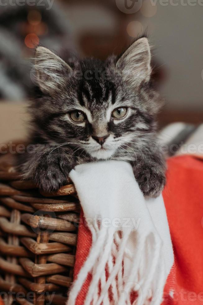 a cute gray kitten is sitting in a basket and a blanket at home in the evening against the background of a Christmas tree, horizontal photo. New Year's card, year of the cat. High quality photo