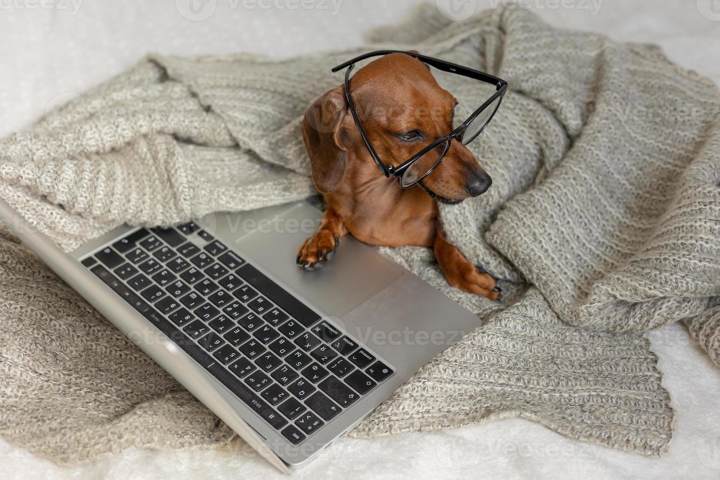 salchicha enana dachshund con gafas negras cubiertas con una manta gris trabaja, lee, mira una computadora portátil. blogger de perros oficina en casa. foto