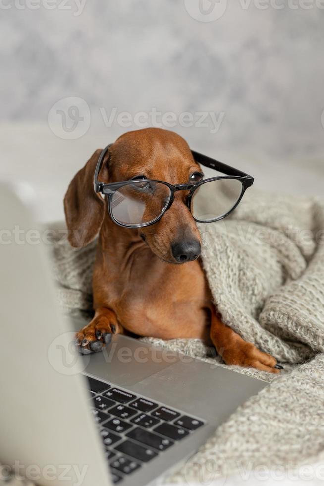 Dwarf sausage dachshund in black glasses covered with a gray blanket works, reads, looks at a laptop. Dog blogger. Home office. photo