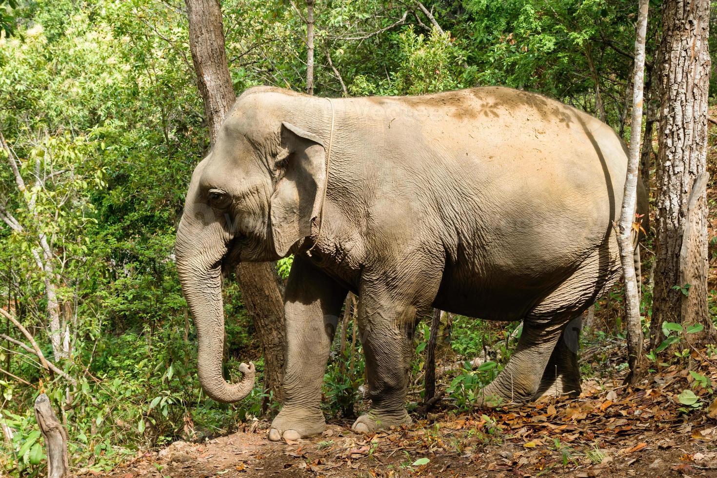 Elephant walking through the rainforest. Chiang Mai province, Thailand. photo