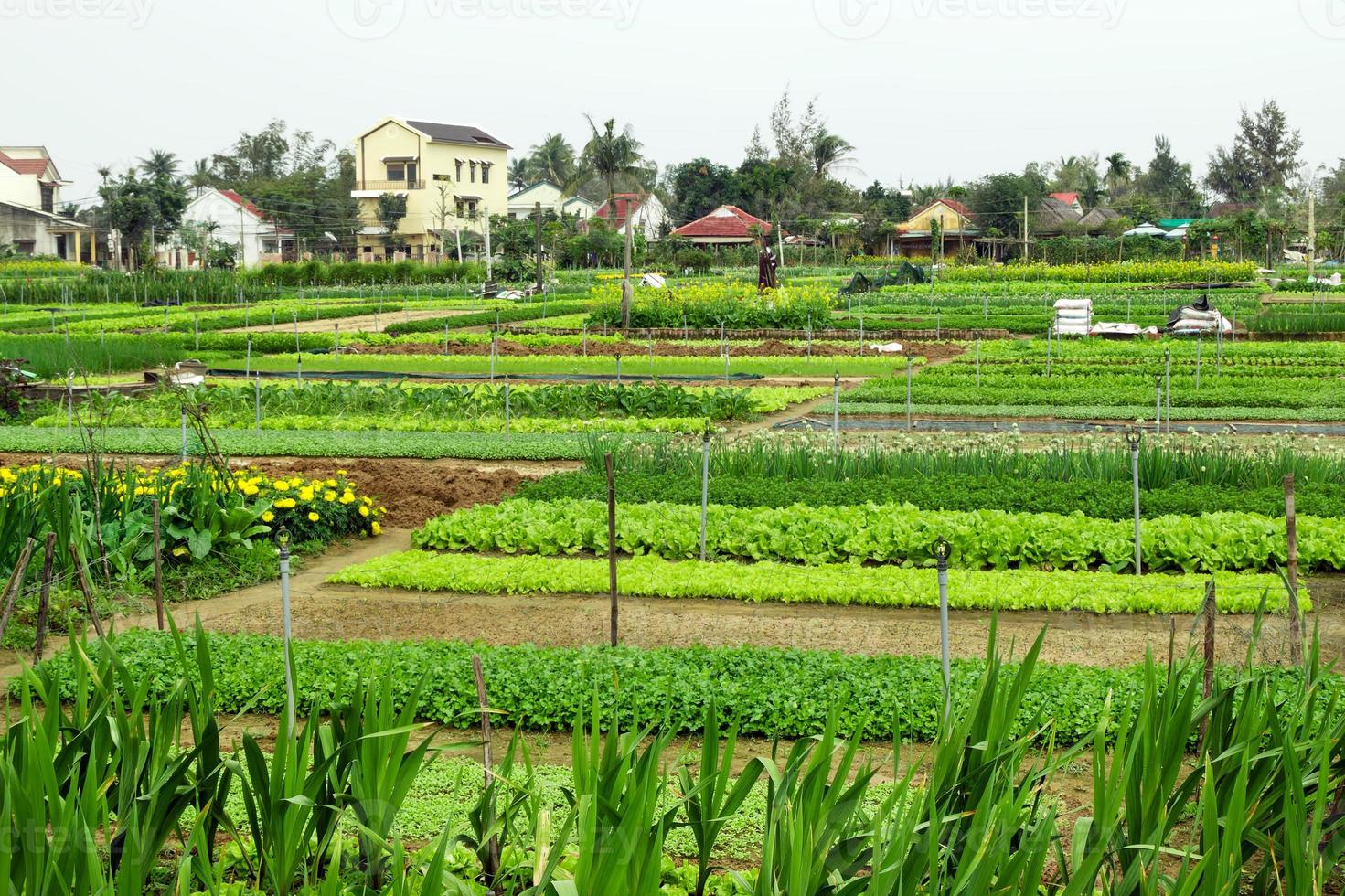 Green garden beds with vegetables, fruits and flowers on a farm with houses on a background. Hoi An, Vietnam. photo