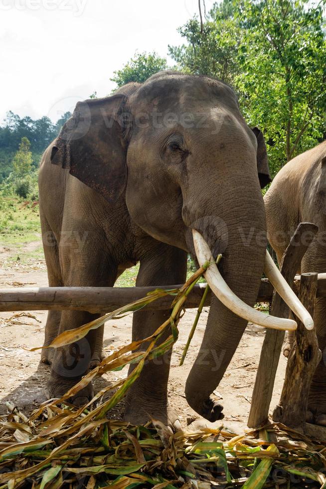 elefante está comiendo hojas secas de bambú sobre un fondo de selva tropical en el santuario de cuidado de elefantes. provincia de chiang mai, tailandia. foto