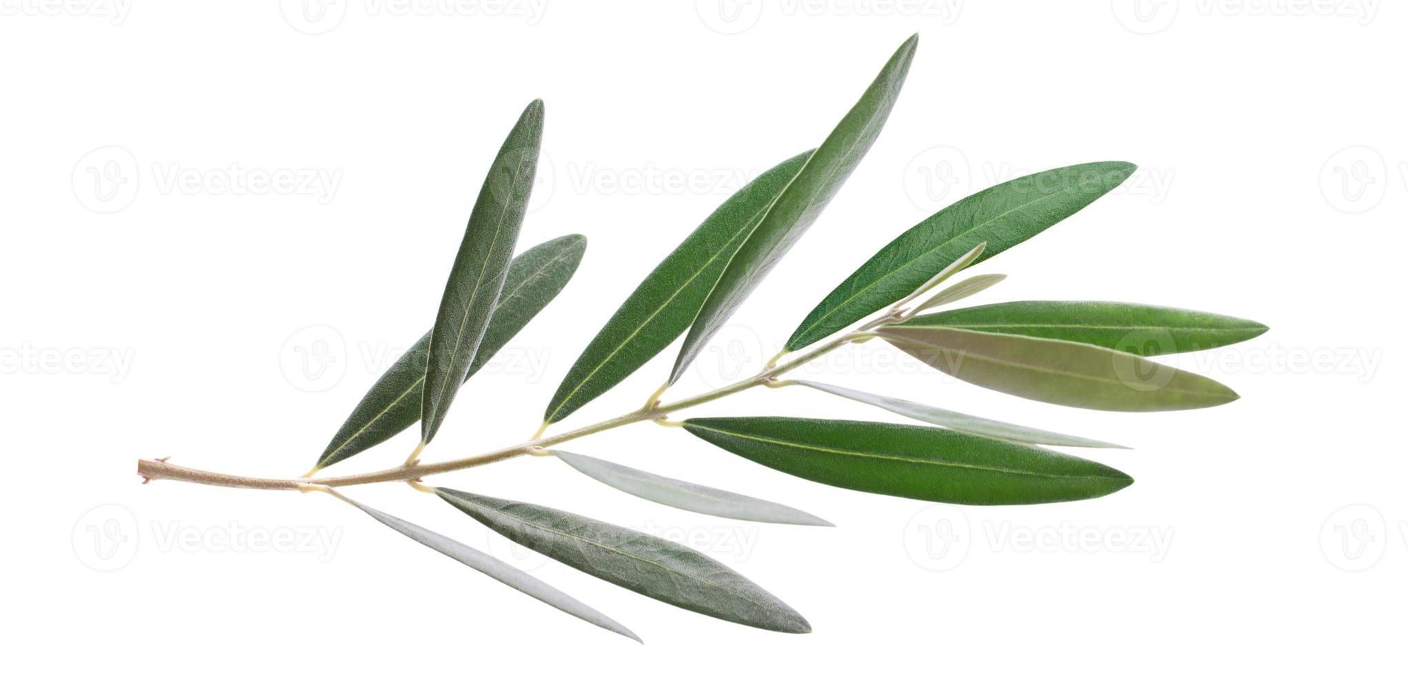 hojas de rama de olivo frescas aisladas sobre fondo blanco foto