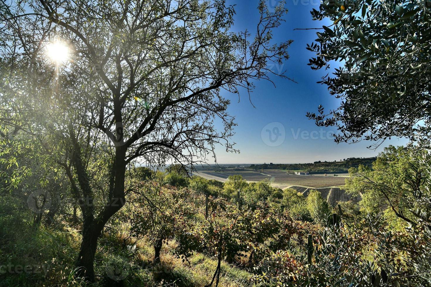 View of the woods photo