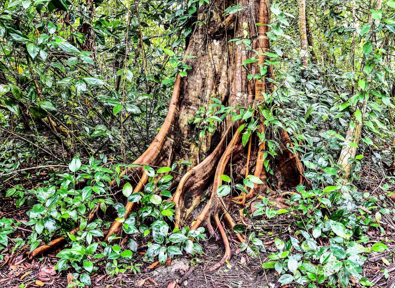 Tropical jungle in Costa Rica photo