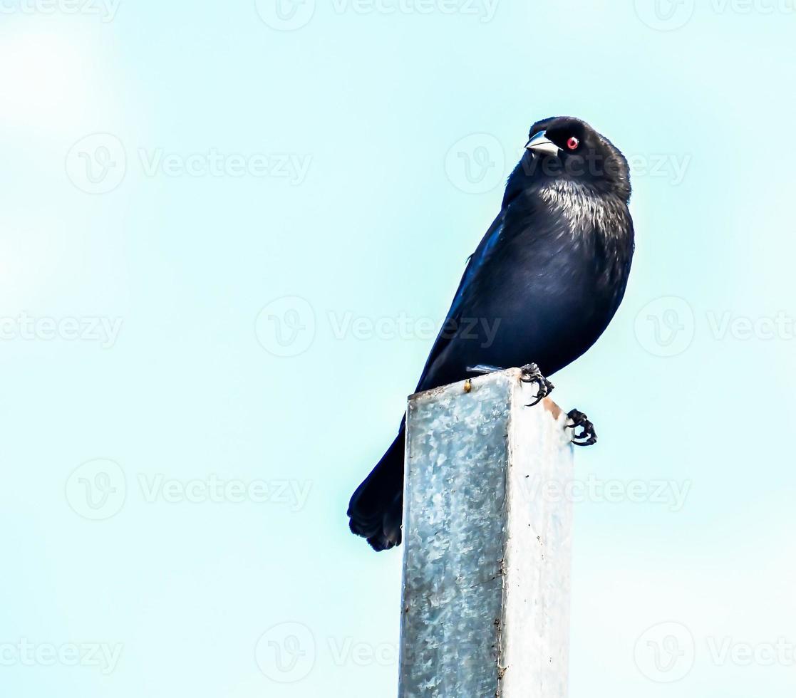 pájaro en el poste foto