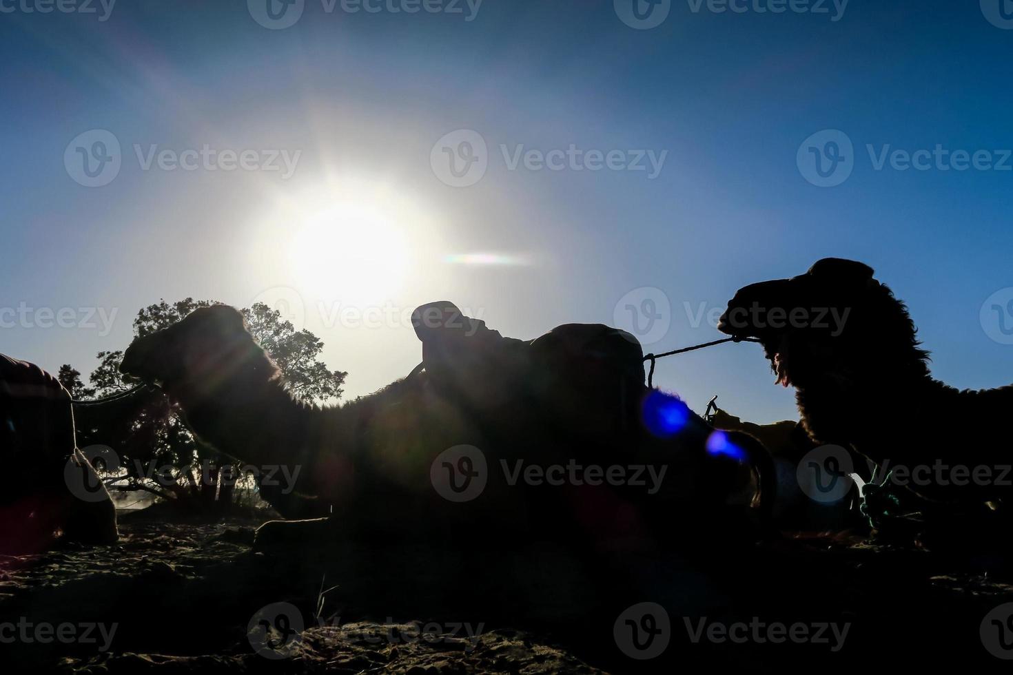 Silhouette of camels photo