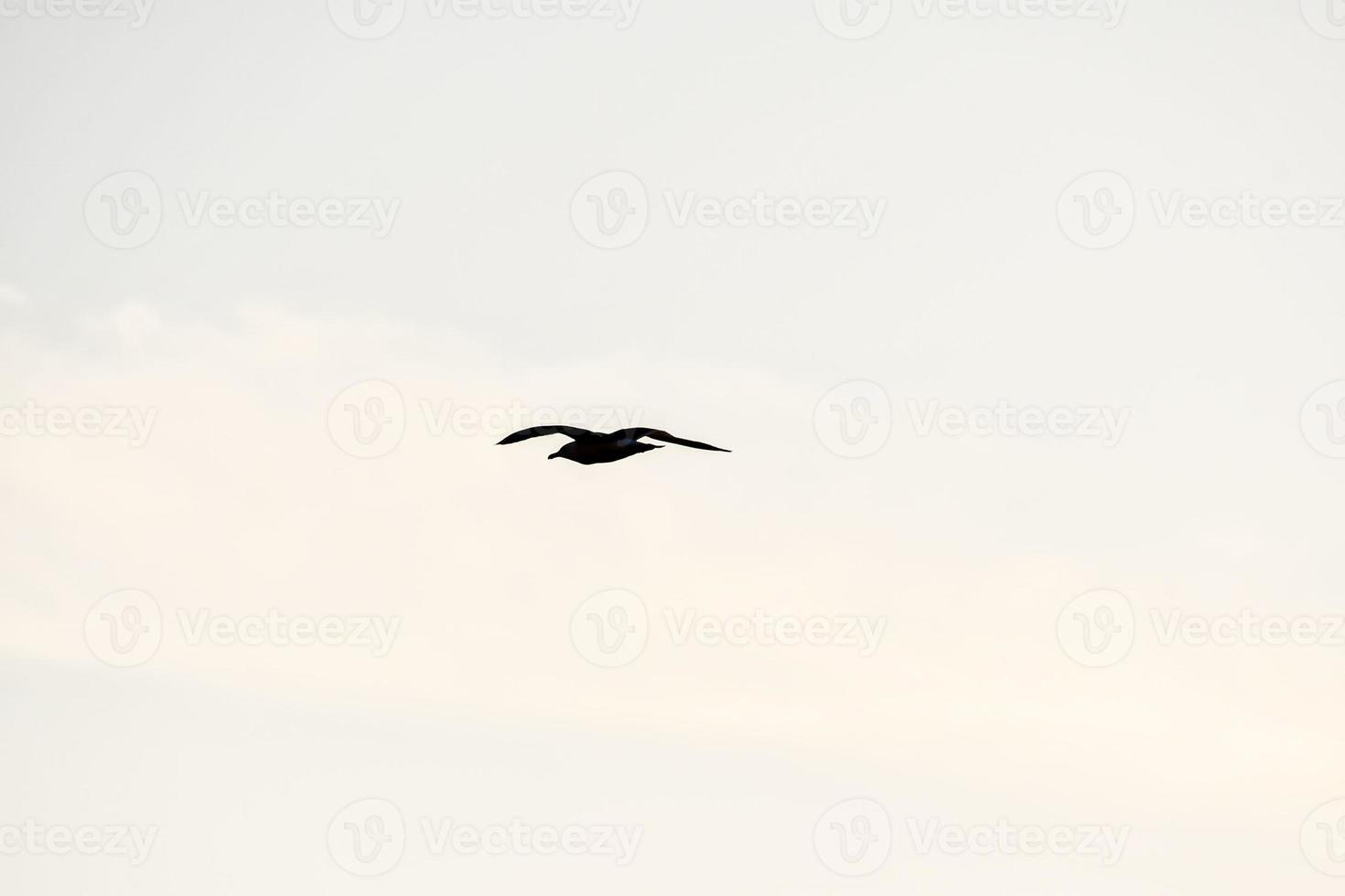 Bird in the sky photo