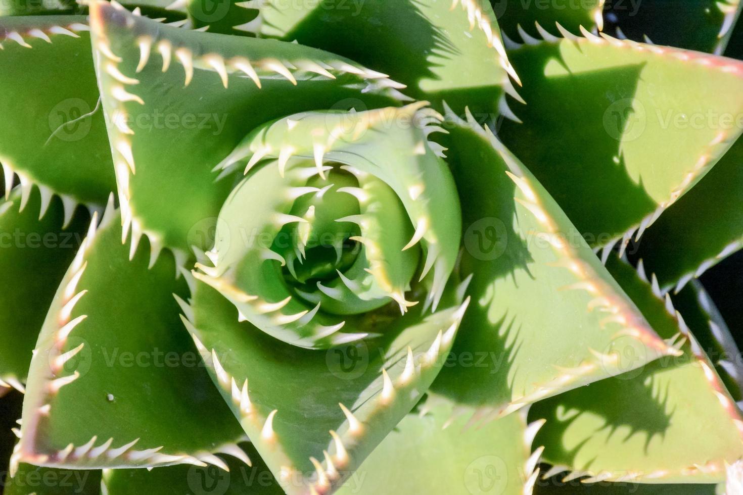 Cactus plant close-up photo
