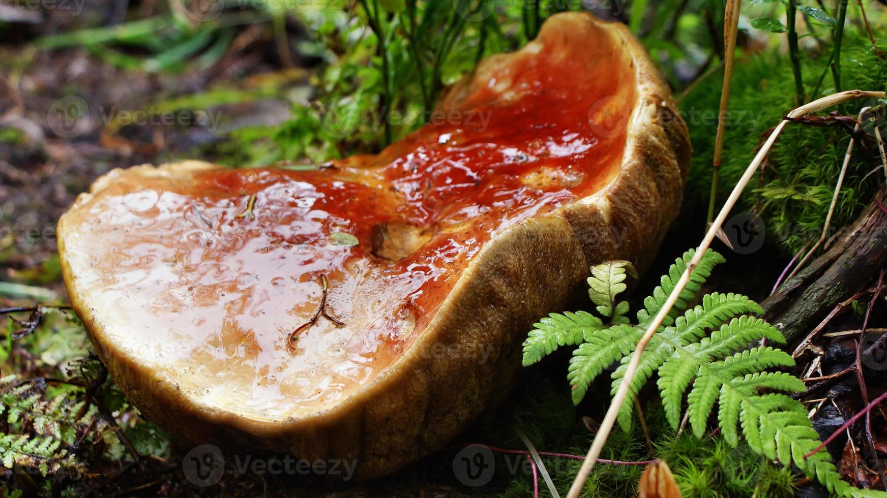 Large mushroom grows in the forest. White mushroom with a big red hat in the taiga. photo