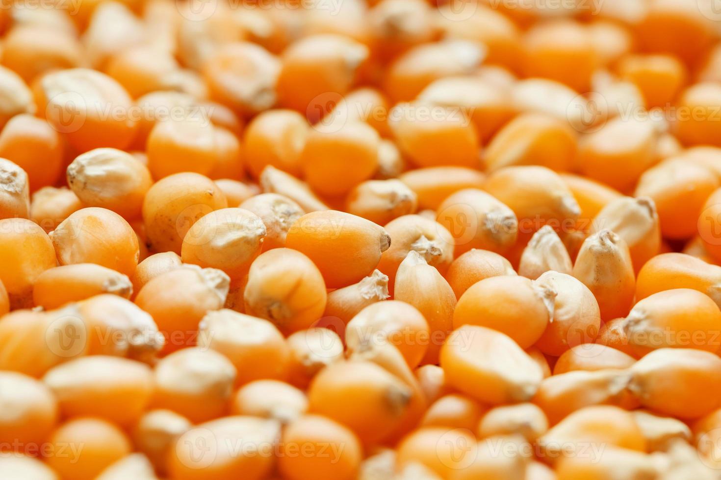 Golden corn seeds, background and texture of popcorn. Before watching a movie top view. Close-up photo